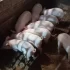 Поросята