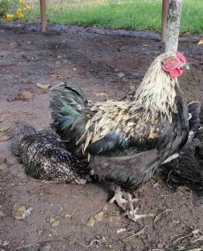 Петушки 6 мес