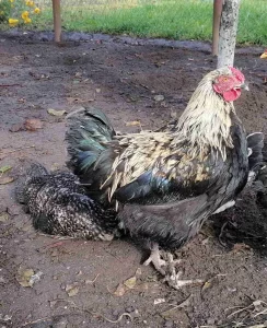 Петушки 6 мес