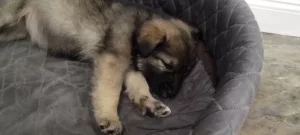 Щенок с прививками, доставкой и бесплатной стерилизацией