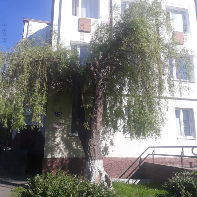 Зеленхоз - красауцы