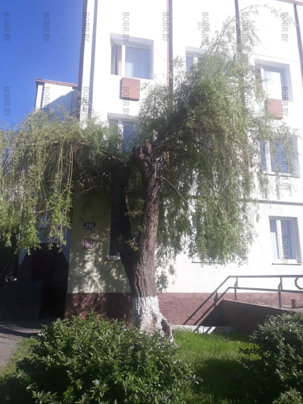 Зеленхоз - красауцы