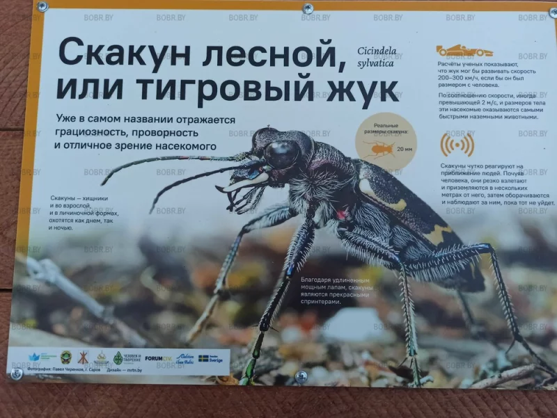 Интересная задумка реализована в Кисилевичах