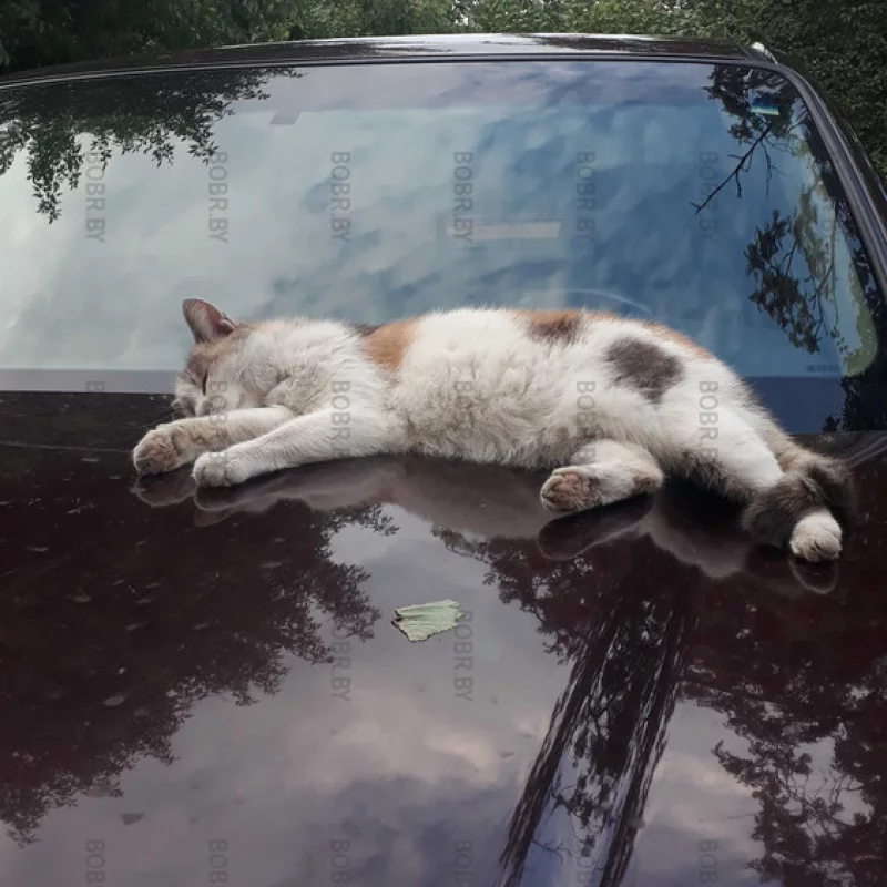 Котэ