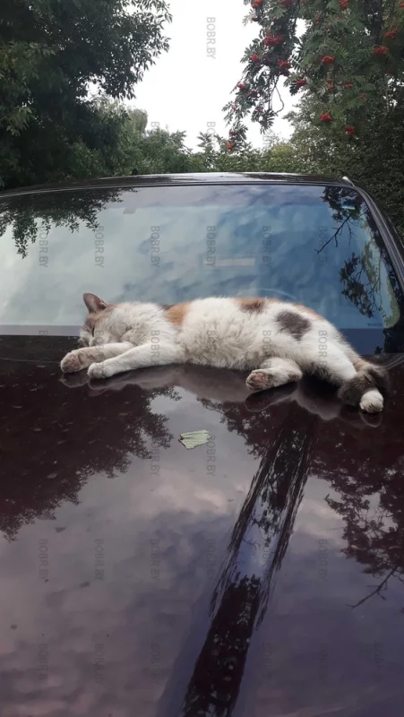 Котэ