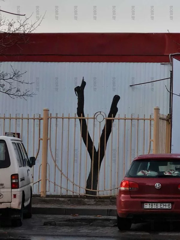 Кафе фанат произвело обрезку кроны дерева, уничтожив его, интересно понесёт руководство кафе фанат ответственность за уничтожение дерева?