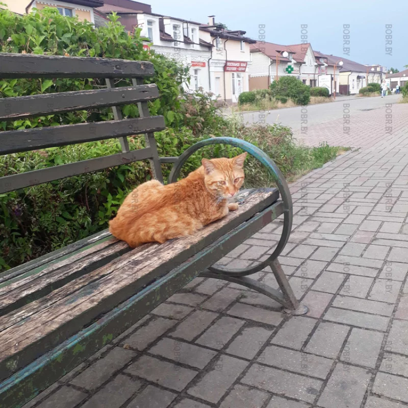 Рыжий у молочного