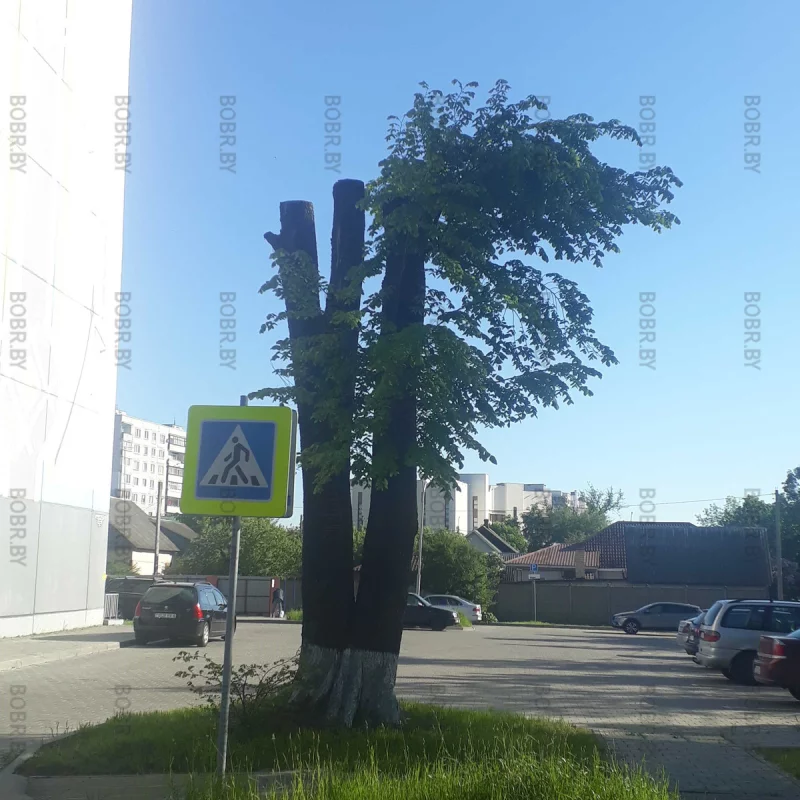 Зеленхоз обескураживает