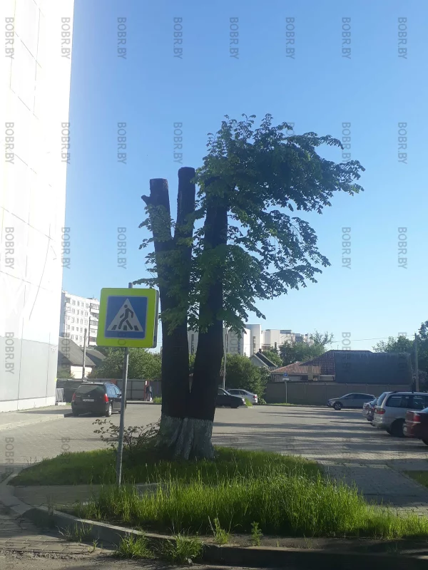 Зеленхоз обескураживает