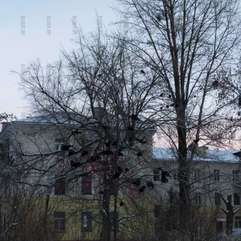 Ворон больше, чем ягод