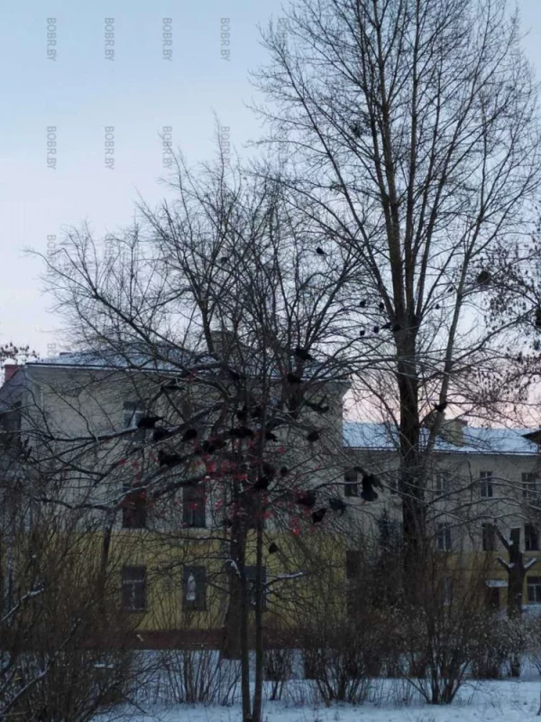 Ворон больше, чем ягод