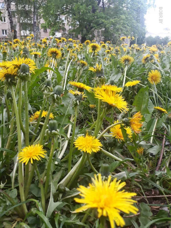 Они...они заполонили всю землю...