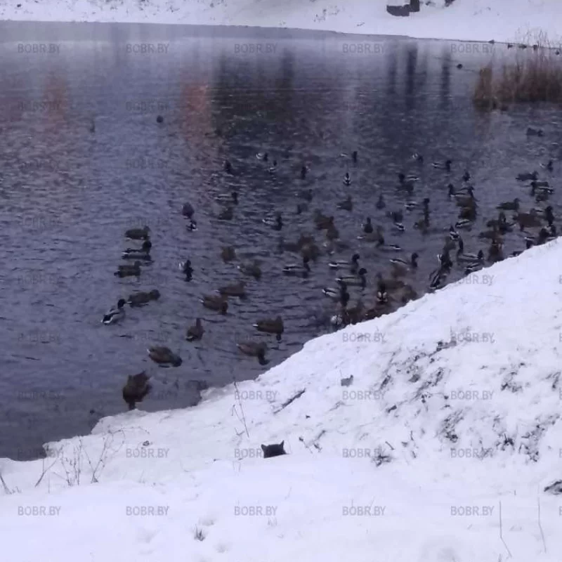 Утки на Шаманке мёрзнут,но не сдаются