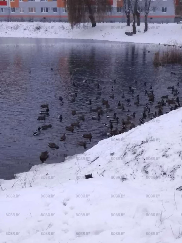 Утки на Шаманке мёрзнут,но не сдаются