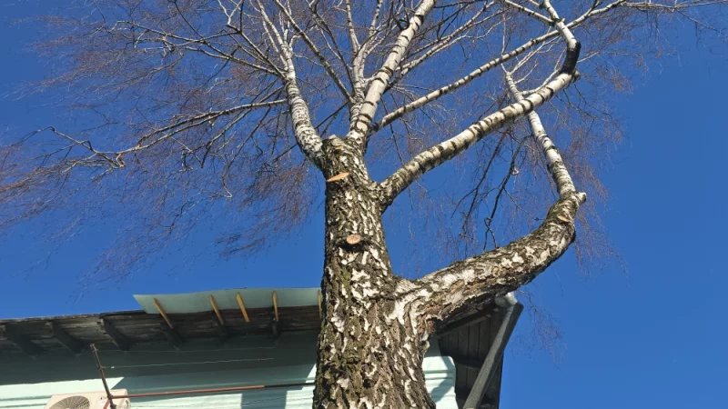 Со спилов сучьев берёзы капает сок