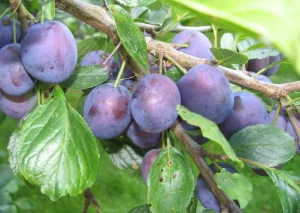 Вишни, сливы, абрикосы