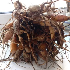 Клубни георгинов, фуксии