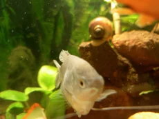 Аквариум 200л