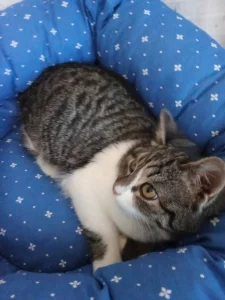 Кошечка 4 месяца