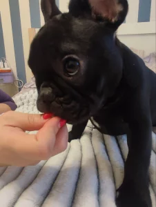 Щенка французского бульдога