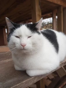 Отдам котика в хорошие руки