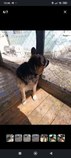 Немецкая овчарка в дар