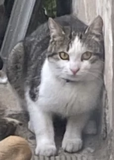 Потерялся кот