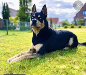 Щенки Ротски (Rottsky)