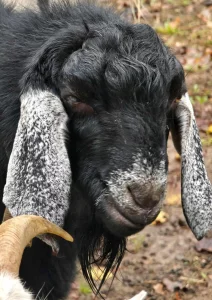 Шикарный козел на племя