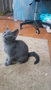 Отдам бесплатно