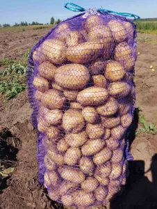 Картофель
