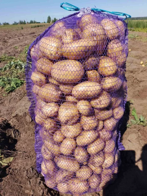 Картофель