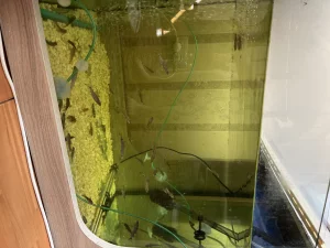 Рыбок Гарра руфа