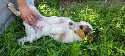 Окажу услуги платной передержки