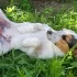 Окажу услуги платной передержки