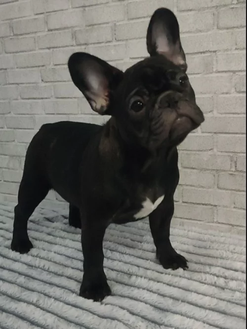 Щенок французского бульдога