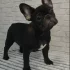 Щенок французского бульдога