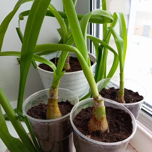 Индийский лук (птицемлечник лекарственный)