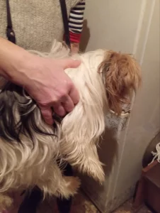 Отдам собачек Йорк биверов