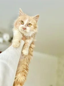 Ласковая девочка-подросток в хорошие руки