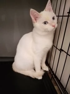 Белоснежный котик