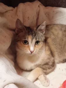 Кошечка подросток