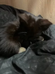 Отдам котят бесплатно