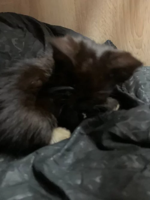 Отдам котят бесплатно