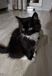 Отдам котенка