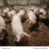 Поросята