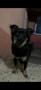 Кто потерял собаку?