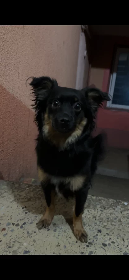 Кто потерял собаку?