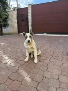 Щенок алабая