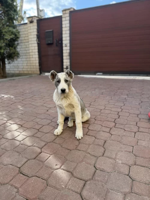 Щенок алабая